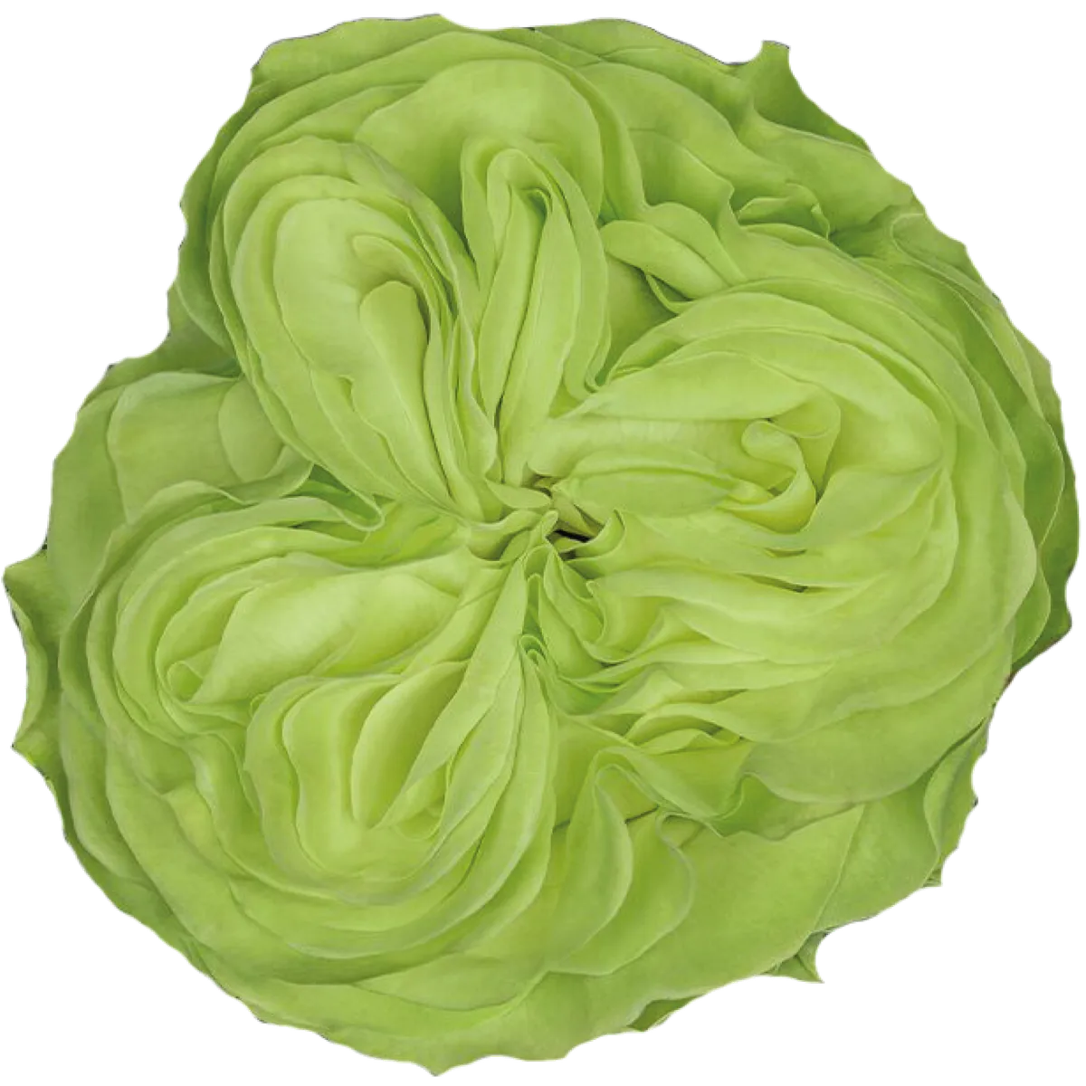 Exotic Mint