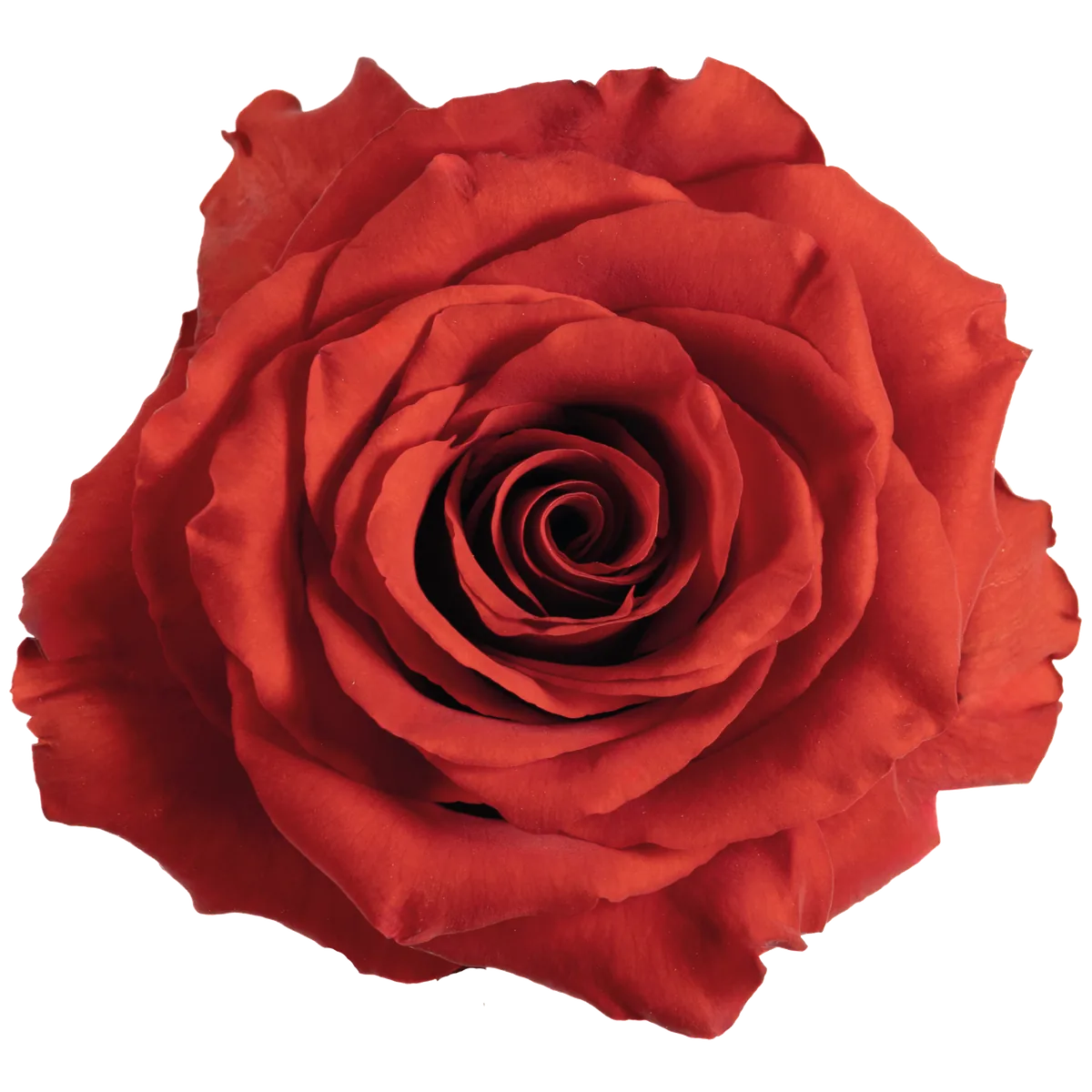 Redvolution