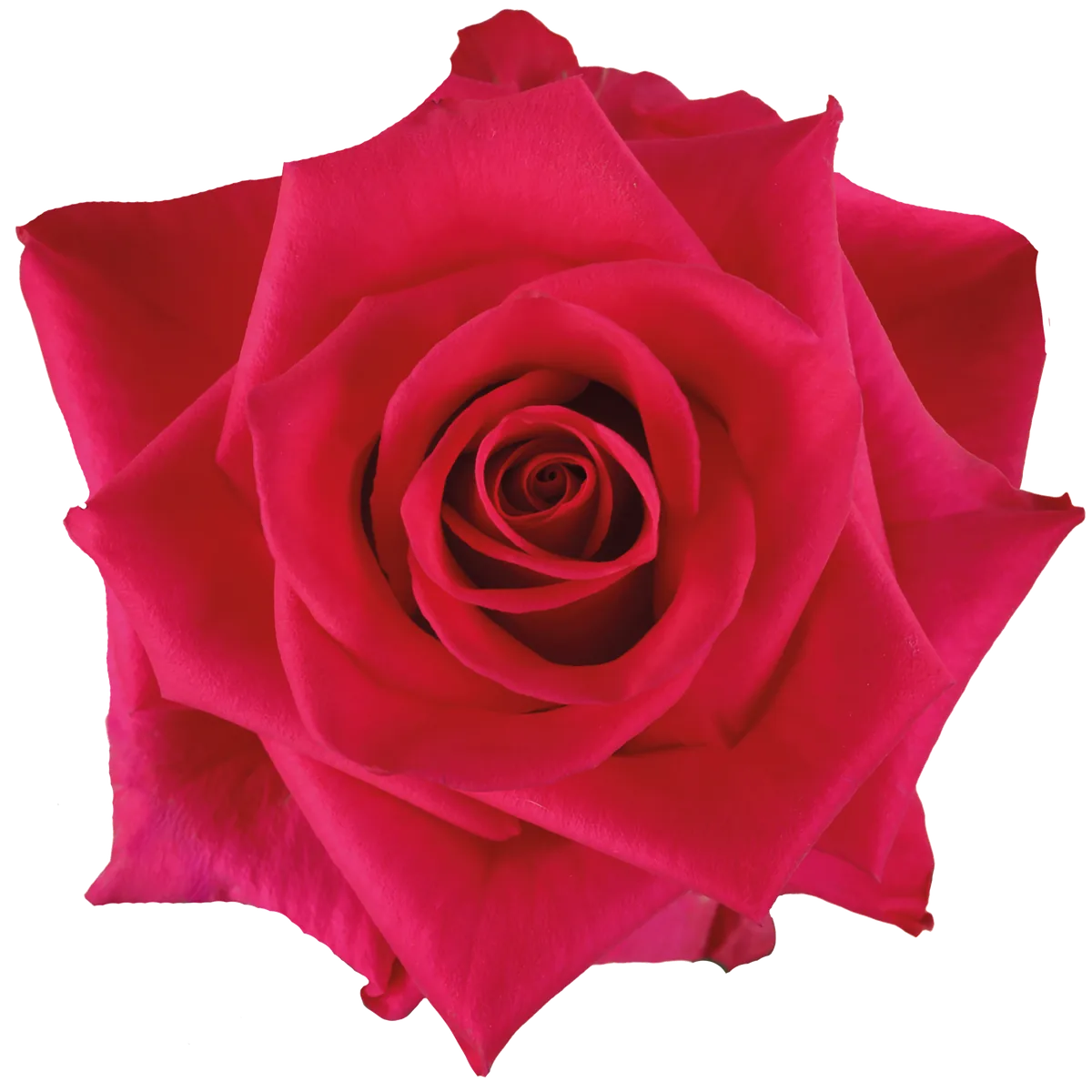 V.I. Pink